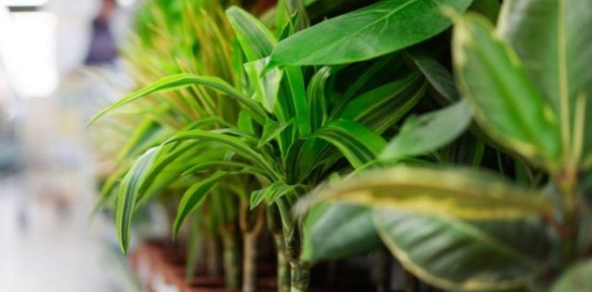 Растения против токсинов - «Здоровье»