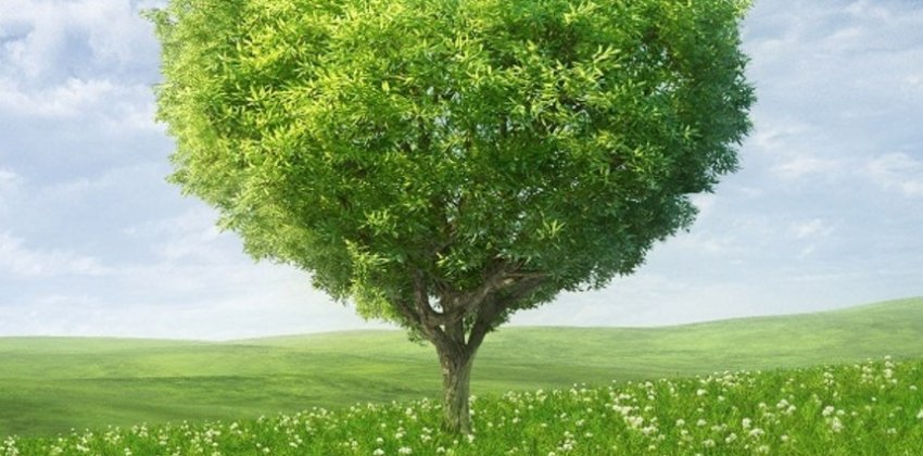 Наше личное дерево хранит нас от бед - Женский блог.