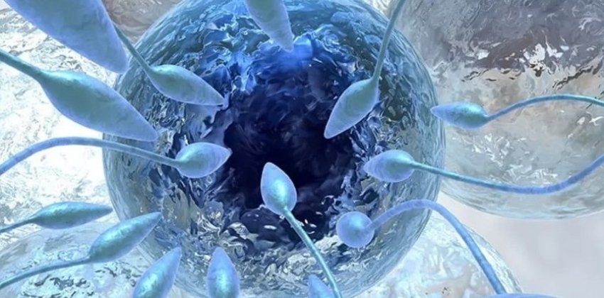 Заморозка яйцеклеток - что это и зачем нужно? - Женский блог.