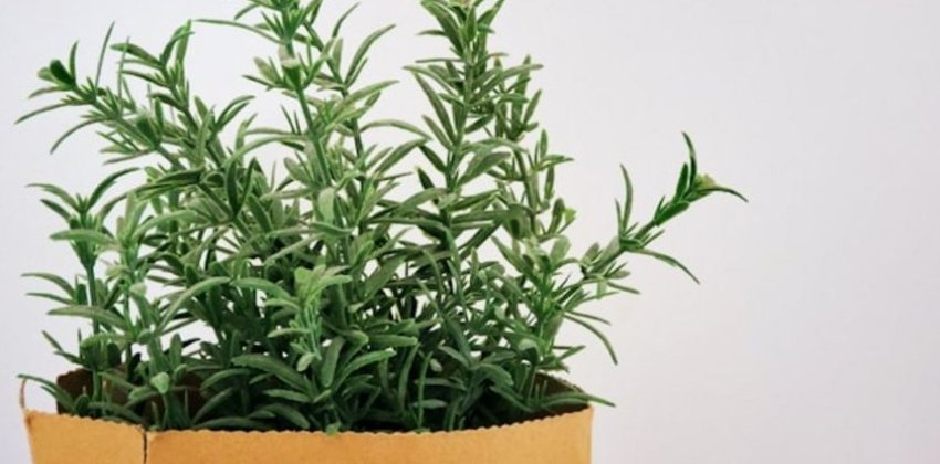 Полезные свойства розмарина - «Стиль жизни»